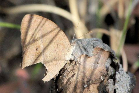 Dingy Bushbrown (Mycalesis perseus)